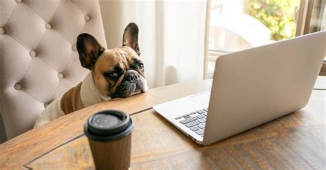 pet insurance with low excess
